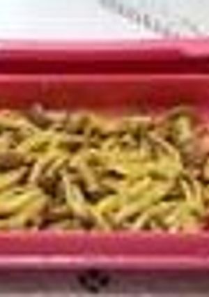 レンジで☆きのこの塩麹カレー蒸し-レシピのメイン写真