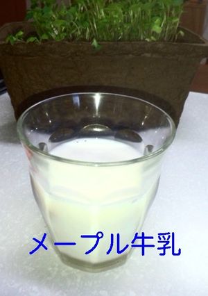 メープル牛乳-レシピのメイン写真