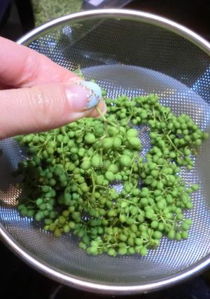 山椒 の 実 の 保存 方法