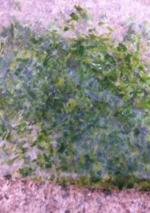 セロリの葉っぱの保存方法-レシピのメイン写真