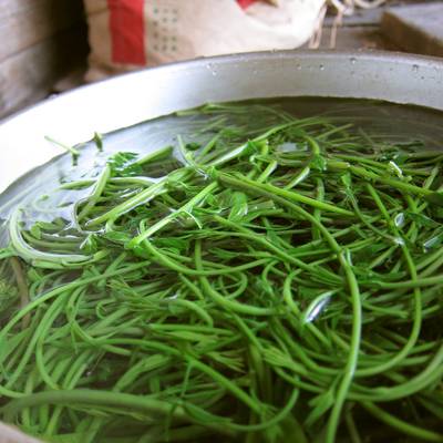 木の芽（アケビのツル）の食べ方♪