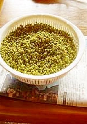 実山椒の下ごしらえ-レシピのメイン写真