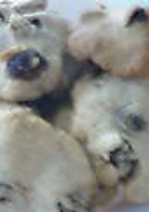 レーズン入り全粒粉クッキー-レシピのメイン写真