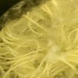 パスタをふきこぼれずに茹でる方法