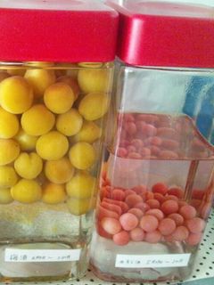 梅酒 果実酒-レシピのメイン写真