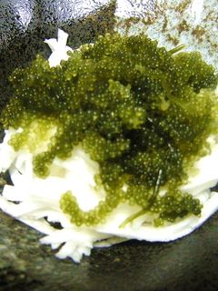 簡単ヘルシー❤海ブドウと長芋のポン酢和え-レシピのメイン写真