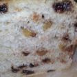 あこ天然酵母 くるみチョコチップパン