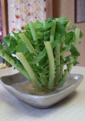大根の葉 切り落とし部分も☆節約-レシピのメイン写真