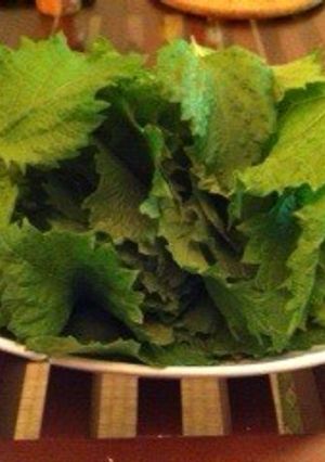 家庭菜園でとれた青じそで塩漬け-レシピのメイン写真