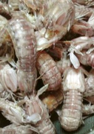 しゃこの美味しいゆで方♪-レシピのメイン写真