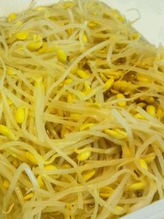 豆もやしのナムル-レシピのメイン写真
