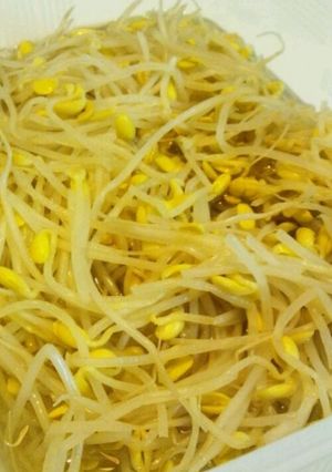 豆もやしのナムル-レシピのメイン写真