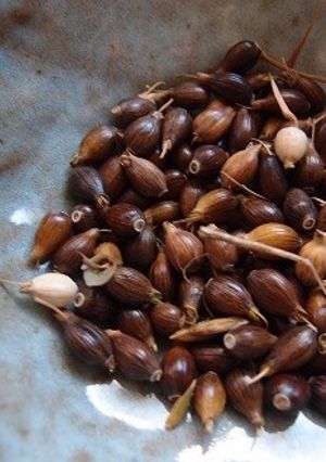 ハトムギ(実)から「はと麦茶」-レシピのメイン写真