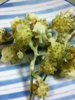 山ウドの花の天ぷら-レシピのメイン写真