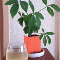 รูปของ 夏バテに♪お酢ドリンク