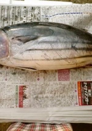 鰹丸ごと1匹のさばき方-レシピのメイン写真
