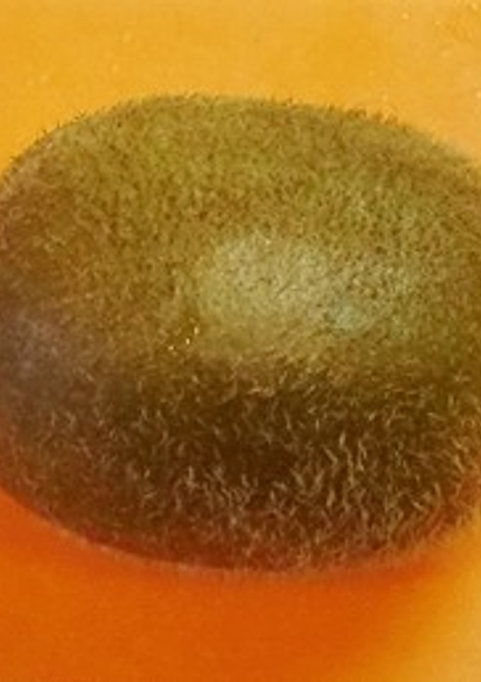 キウイの剥き方・冷凍保存-レシピのメイン写真