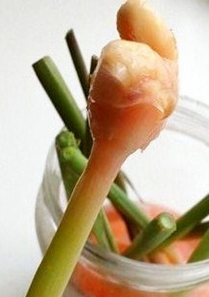 手抜きだけど葉しょうがの甘酢漬け-レシピのメイン写真