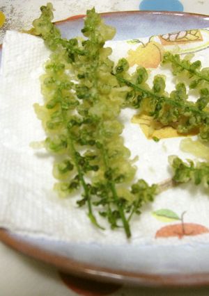 穂じその天ぷらは初秋の味です♡-レシピのメイン写真