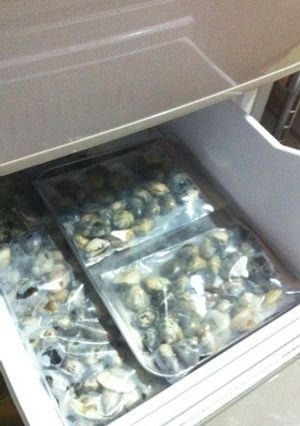 冷凍あさり-レシピのメイン写真