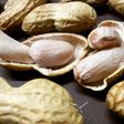 【圧力鍋8分】生落花生の塩茹で