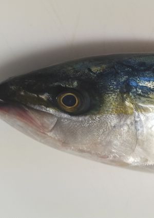 にゃんデリ流！福来魚の捌き方！（イナダ）-レシピのメイン写真