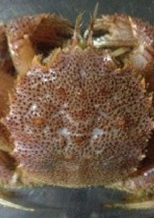 毛蟹の家食べ! 超カンタンな茹で方-レシピのメイン写真