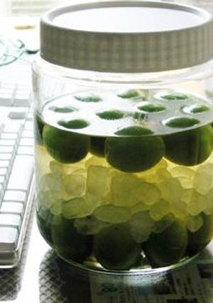 梅のサワードリンク-レシピのメイン写真