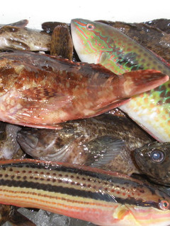 超簡単!ズボラ主婦の釣った魚の保存法-レシピのメイン写真