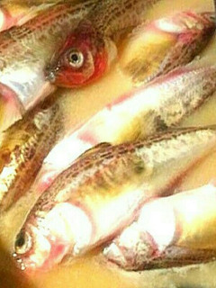 ハタハタの煮付け(味噌仕立て)-レシピのメイン写真