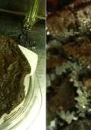 電子レンジでココアケーキ(卵不使用)-レシピのメイン写真