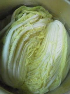 沸騰一分!白菜のお浸し-レシピのメイン写真