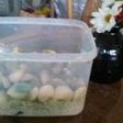 つぐみん流ニンニクの塩麹漬け