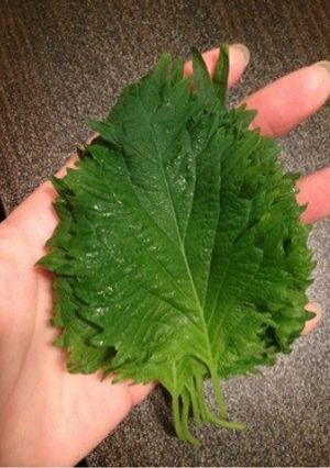 大葉を長持ちさせる方法-レシピのメイン写真