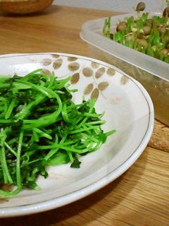 豆苗炒め✦-レシピのメイン写真
