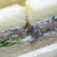 ひじきのサンドイッチ