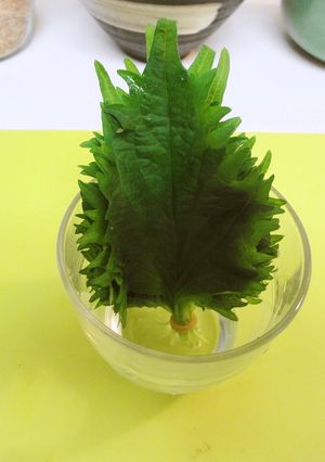 ＊大葉の保存方法＊-レシピのメイン写真