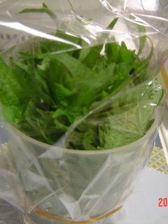 青しその保存法-レシピのメイン写真