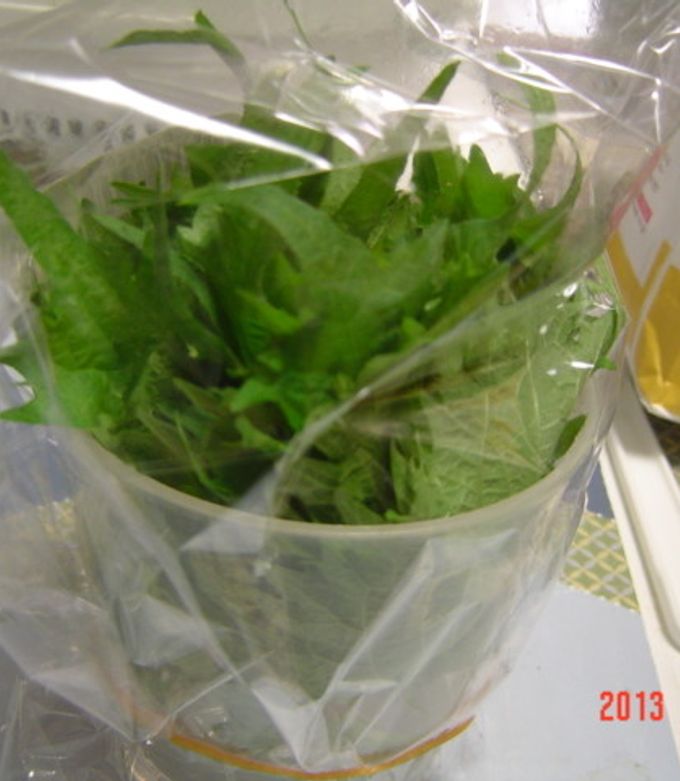 青しその保存法-レシピのメイン写真