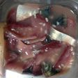鯖の塩麹と乳酸菌の下拵え 保存食