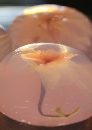 和菓子　桜ゼリー-レシピのメイン写真