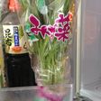水菜・セロリ等の保存方法♪