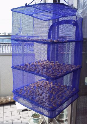 アサリの 天日干し-レシピのメイン写真
