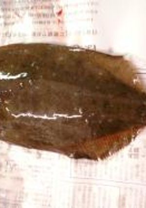 Mei-mei亭☆魚まるごといただきます！その3－ヒラメ－-レシピのメイン写真