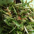 栄養満点水菜のサラダ