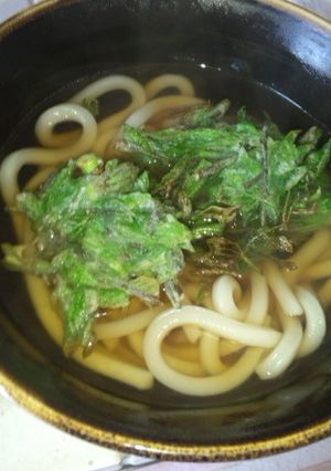 春の山菜・こしあぶらのかき揚げ♪-レシピのメイン写真