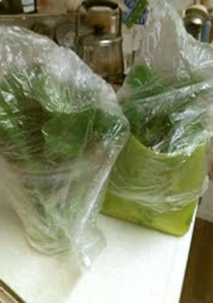 グリーンスムージー用葉野菜の保存方法-レシピのメイン写真