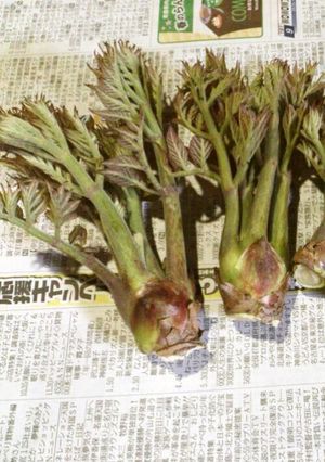 たらの芽の下ごしらえ-レシピのメイン写真