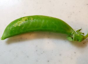 簡単！スナップえんどうスジの取り方-レシピのメイン写真