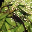 簡単絹さやの塩昆布炒め焦がし醤油味
